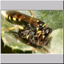 Mellinus arvensis - Kotwespe w34a 14mm mit Fliege.jpg